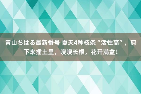 青山ちはる最新番号 夏天4种枝条“活性高”，剪下来插土里，嗖嗖长根，花开满盆！