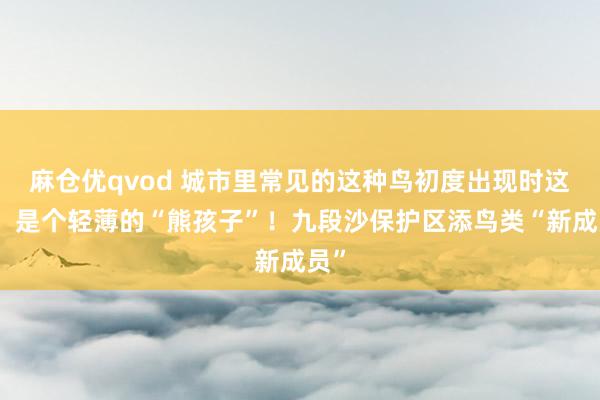 麻仓优qvod 城市里常见的这种鸟初度出现时这里，是个轻薄的“熊孩子”！九段沙保护区添鸟类“新成员”